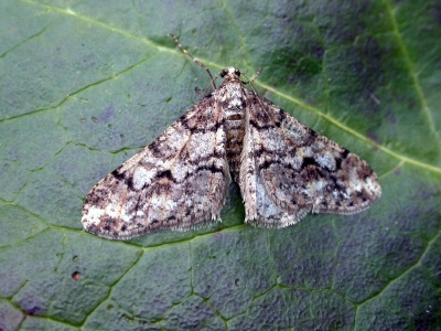 Spring usher (Agriopis leucophaearia) Kenneth Noble